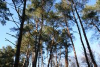 Conférence : Le crépuscule des verreries au bois. Le mardi 14 février 2012 à Laon. Aisne. 